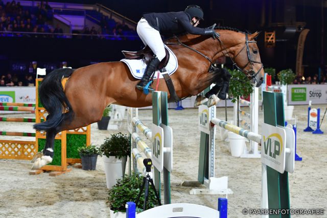 Melvis van de Paspolder - BWP Caballo de Sangre Belga 2012 por Elvis Ter Putte