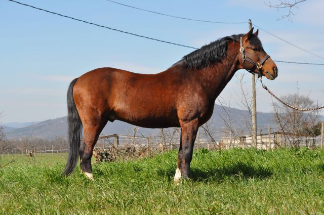 Willoway Montmain Gold CH - New Forest 1994 por woodrows acting master