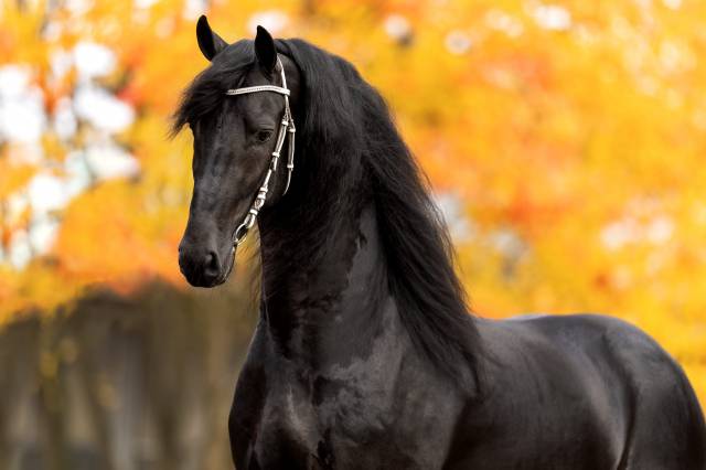 Frison / Barock Pinto - Frisón 2010