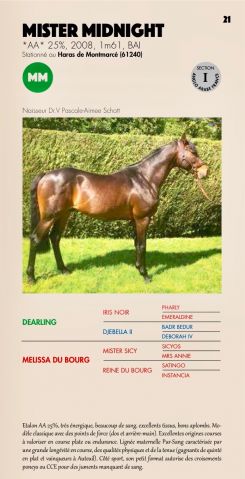 MISTER MIDNIGHT - Anglo-Arabe 2008 por DEARLING