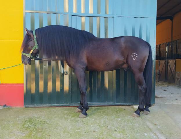 Caballo PRE negro, 1.71 de alzada 