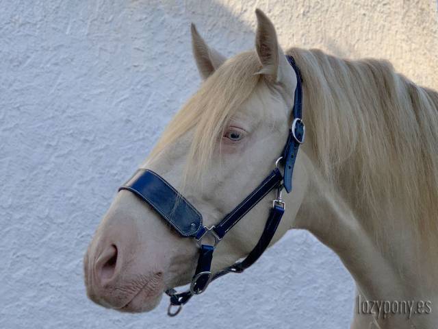 Cabezada de cuadra Lazypony, wide leather halter 