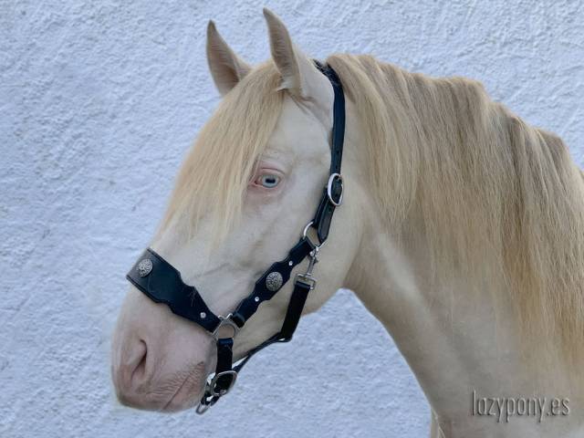 Cabezadas de Cuadra barroca Lazypony, baroque halter