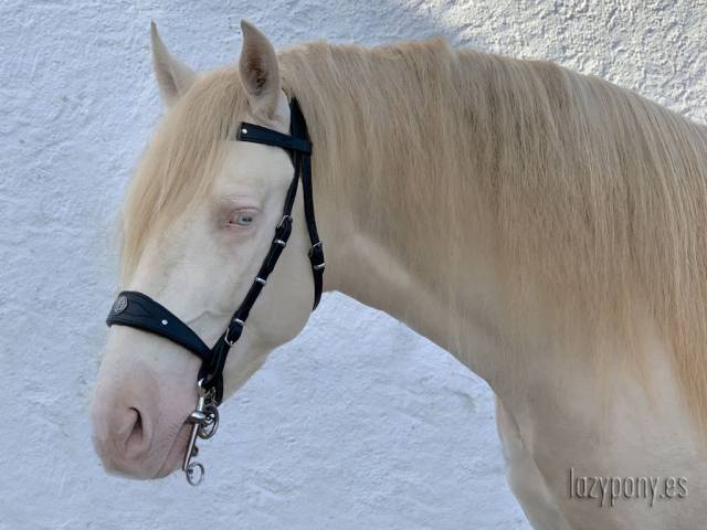 Cabezada barroca Lazypony, Baroque horse bridle