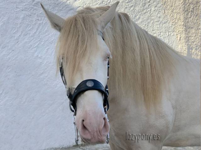 Cabezada barroca Lazypony, Baroque horse bridle