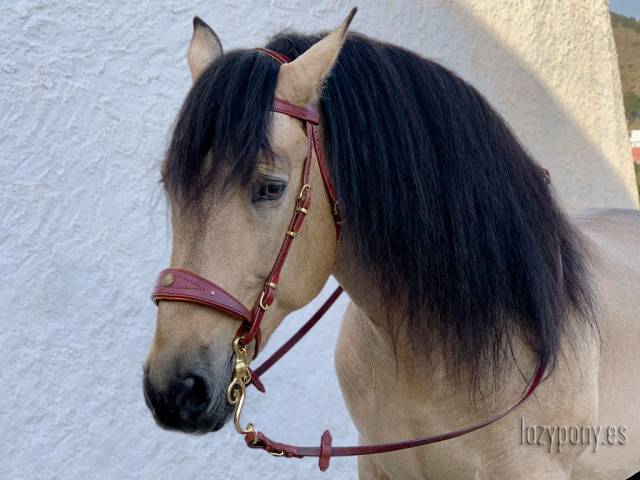 Cabezada barroca Lazypony, Baroque horse bridle