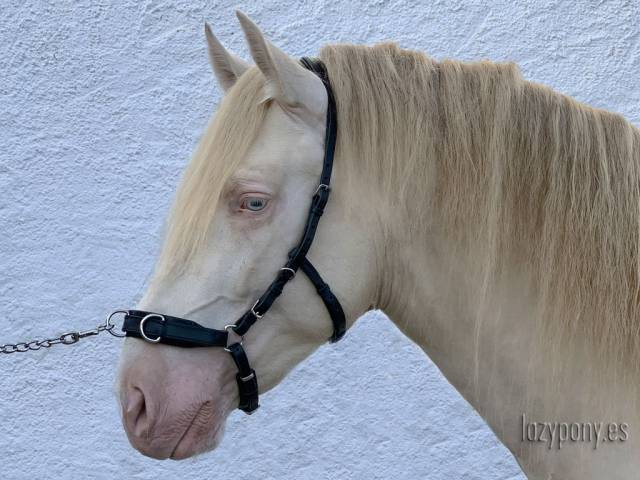 Cabezada serreta Lazypony, leather Cavesson 