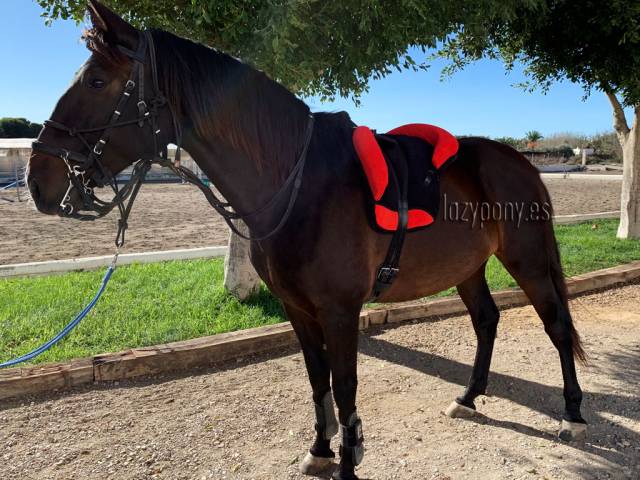 Silla Sudadero Bareback pad Dressage LP