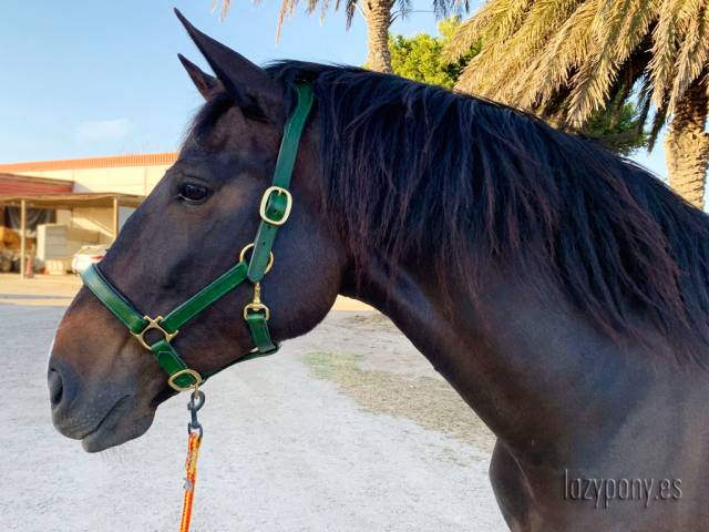 Cabezada de cuero anatómico Lazypony, Anatomical halter