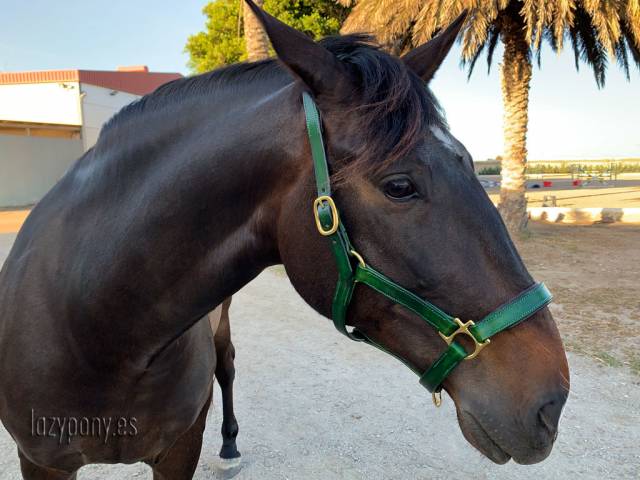 Cabezada de cuero anatómico Lazypony, Anatomical halter