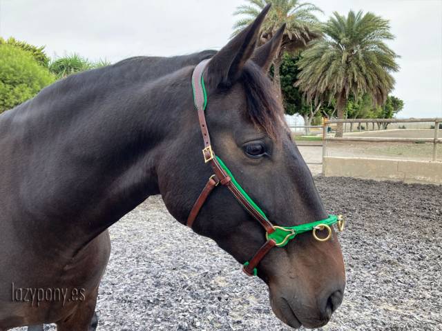 Cabezada serreta francesa de estilo barroco Lazypony