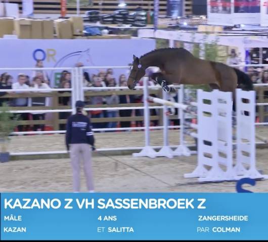 Caballo castrado Zangersheide En venta 2020 Bayo por Kazan 