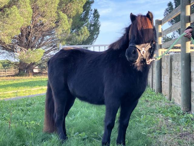 Yegua KWPN Caballo de Deporte Neerlandés En venta 2022 Bayo moreno