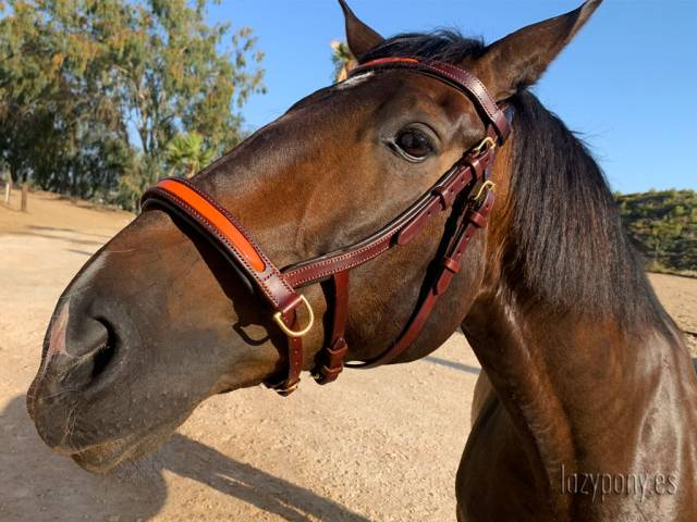 Leather sidepull Lazypony