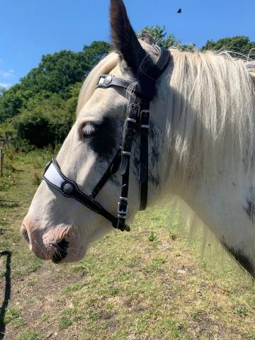 Medieval fancy horse bridle Lazypony