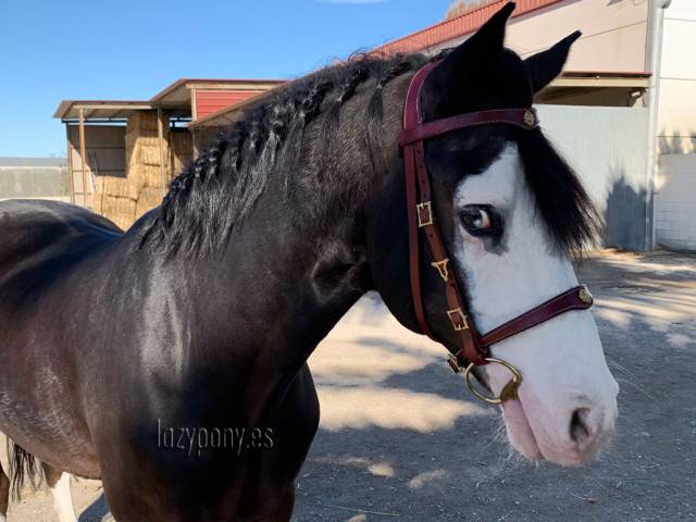 Portuguese iberian bridle Lazypony