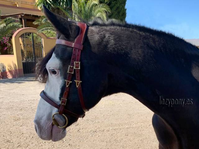 Portuguese iberian bridle Lazypony