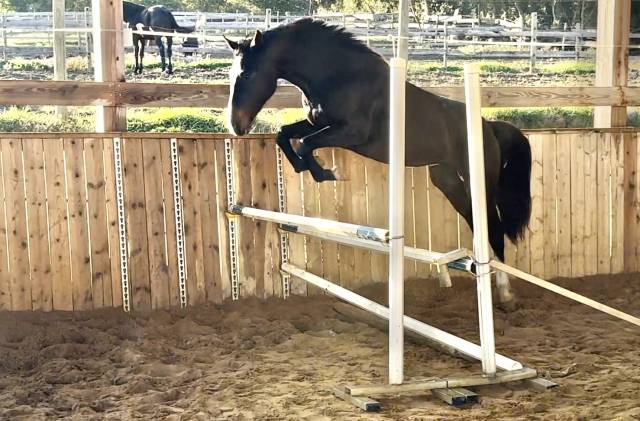 Yegua Silla Francés En venta 2022 Bayo moreno por Hitchcock Bois Margot