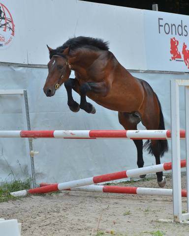 Cleggan's Boy de Coux - Connemara 2012 por Village sparrow