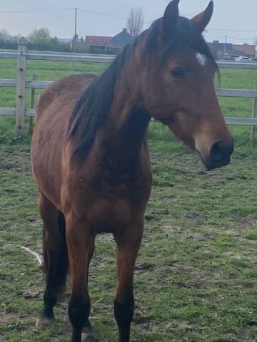 Caballo castrado Trotón Francés En venta 2021 Bayo por Tag Wood