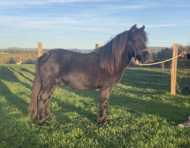 Caballo castrado Origine Constatée En venta 2021 Negro
