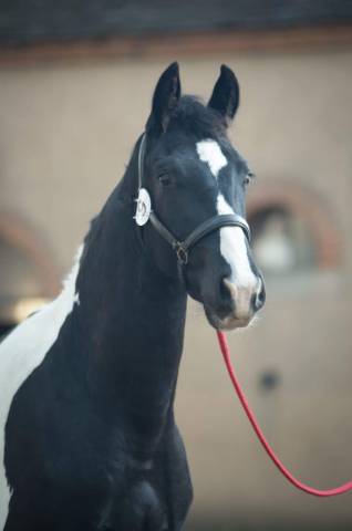 Semental Caballo de Deporte de Color En venta 2019 Pío