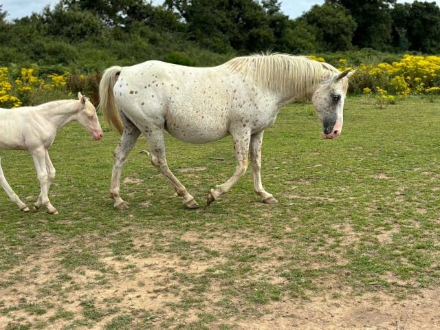 Yegua Caballo de Silla En venta 2014 Appaloosa