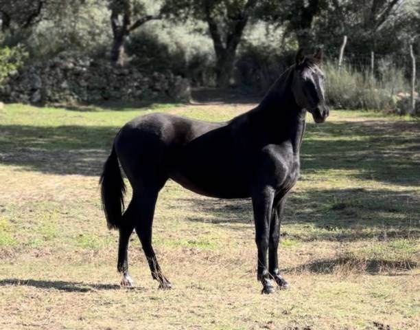 POTRA PRE NEGRA