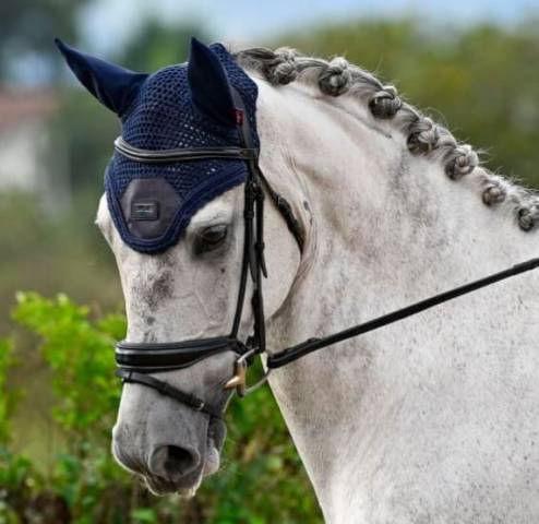 Caballo castrado Pura Sangre Irlandés En venta 2015 Tordo