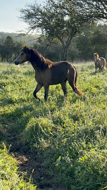 Caballo entero Welsh Poni (Sección B) En venta 2021 Isabelo por NORTHLIGHT CONCERTO, WB
