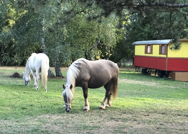 Propiedad ecuestre En venta Charente Marítimo
