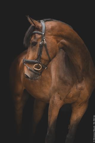 Caballo castrado Origine Constat&eacute;e En venta 2018 Bayo por DAKTARI DE LA GESSE
