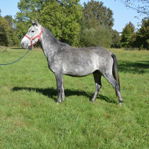 Caballo castrado Origen No Constatado En venta 2019 Tordo