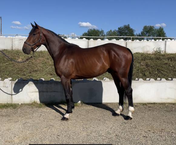 Caballo castrado AES Anglo European Studbook En venta 2020 Bayo moreno