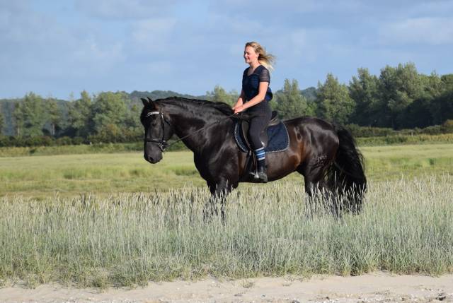 LEBRERO SG - PRE Pura Raza Espa&ntilde;ola 2006 por RECLAMO VI 