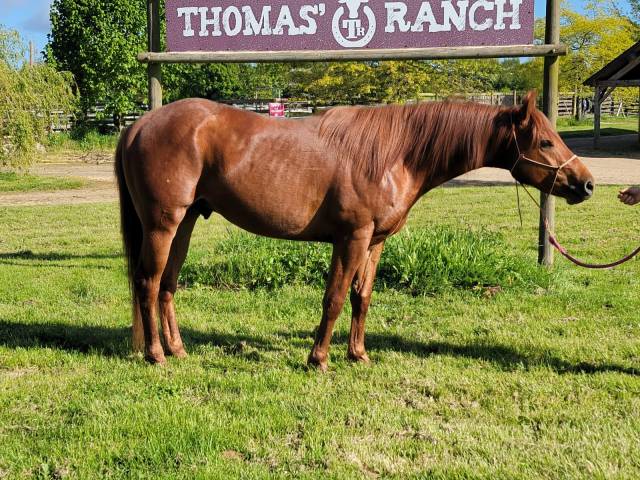 Caballo entero Quarter Horse En venta 2021 Alazán tostado