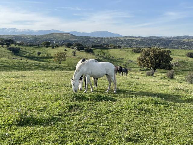 PUPILAJE CABALLOS EN LIBERTAD