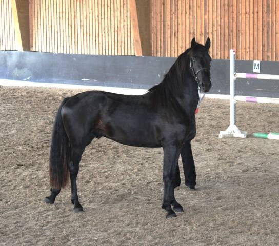 Semental Arabo Frisón En venta 2022 Negro por Maïko DLB Classic Innovation