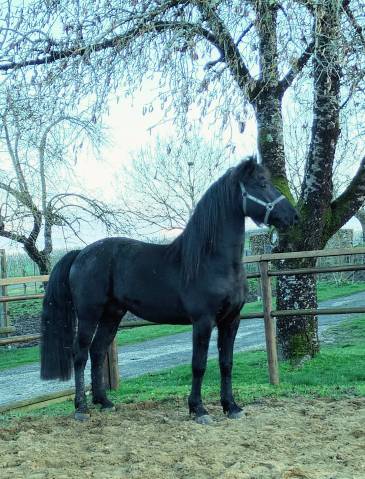 Caballo castrado Arabo Fris&oacute;n En venta 2022 Negro por Ma&iuml;ko DLB Classic Innovation