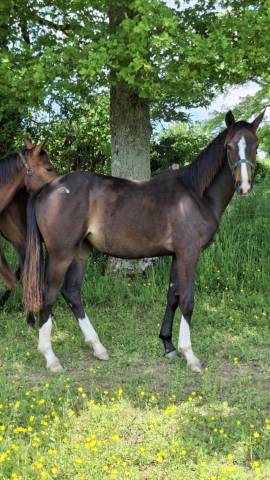 Potranca Silla Francés En venta 2024 Bayo por Joker d'Euskadi