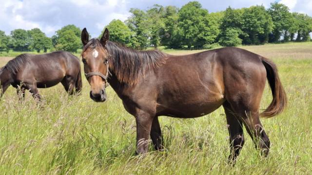 Potranca Silla Francés En venta 2024 Bayo por Ichaï de Reile SF