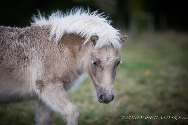 Potro Shetland En venta 2024 Alazán