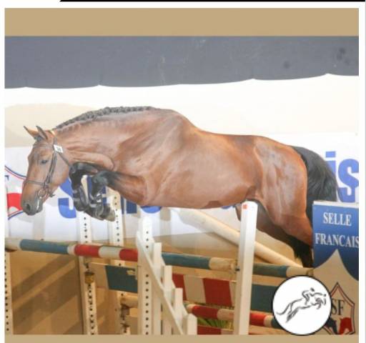Shouppydam des horts  - Silla Francés 2006