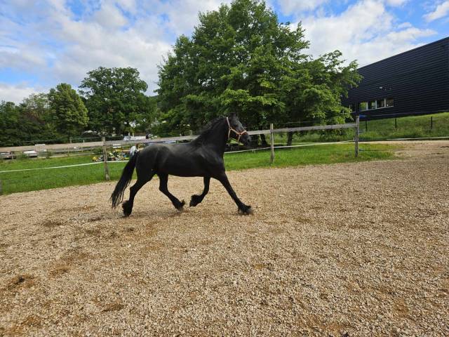 Yegua Arabo Frisón En venta 2008 Negro