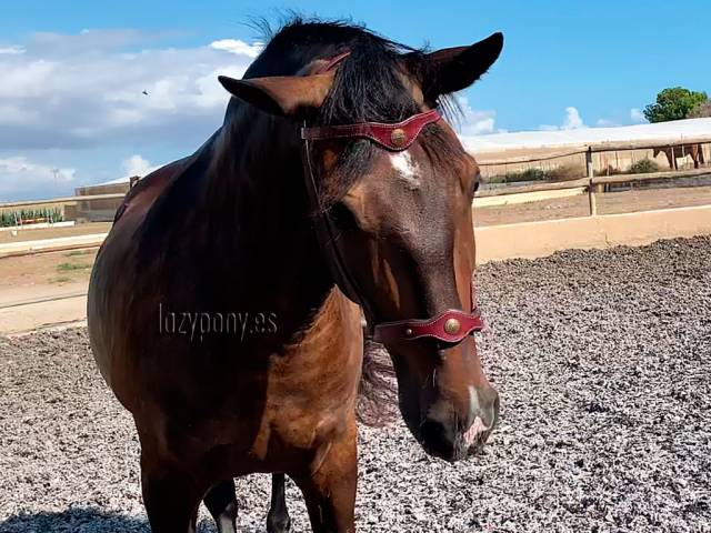 Preciosa muserola Barroca Lazypony, Baroque noseband
