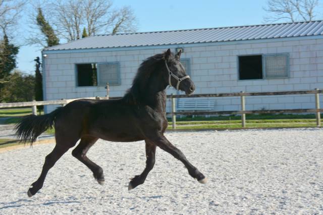 Potranca Frisón En venta 2024 Negro por jehannes 484