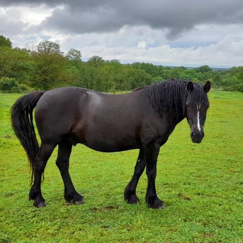 Caballo castrado Origine Constatée En venta 2017 Negro