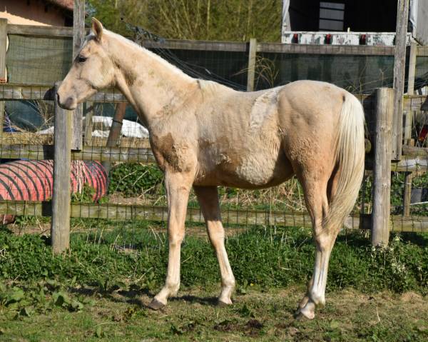 Potro Origine Constatée En venta 2024 Palomino por Raitawak (DSA)