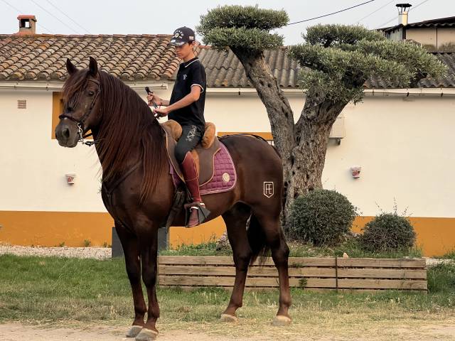 Caballo entero PRE Pura Raza Española En venta 2011 Alazán tostado