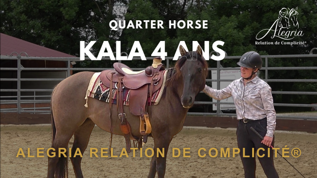 Yegua Quarter Horse En venta 2020 Grullo por JAZ GC DE PLATA